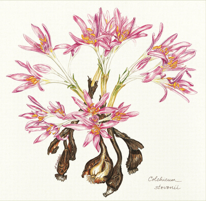 Botanical Art - Botanical Art - Colchicum Stevenii