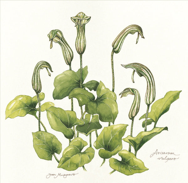 Botanical Art - Botanical Art Print - Arisarum Vulgare