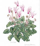 Botanical Art - Botanical Art Print - Cyclamen Persicum
