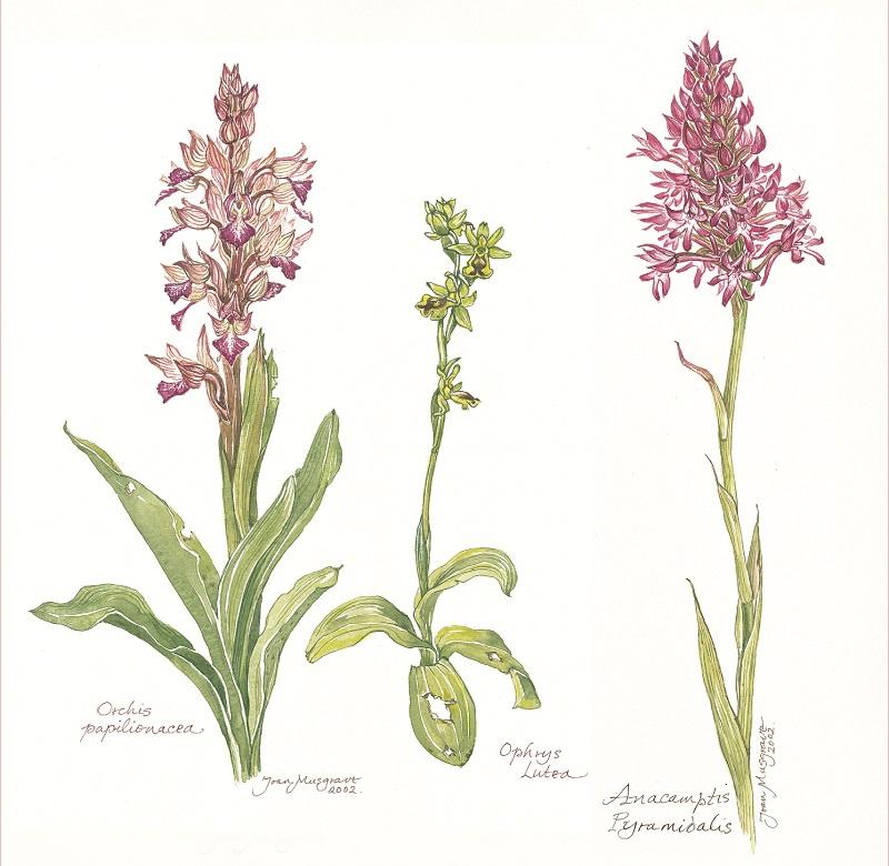 Botanical Art - Botanical Art Print - Wild Orchids Of Palestine