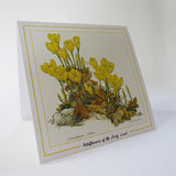 Botanical Art - Botanical Illustration - Palestine Wildflower Sternbergia Lutea