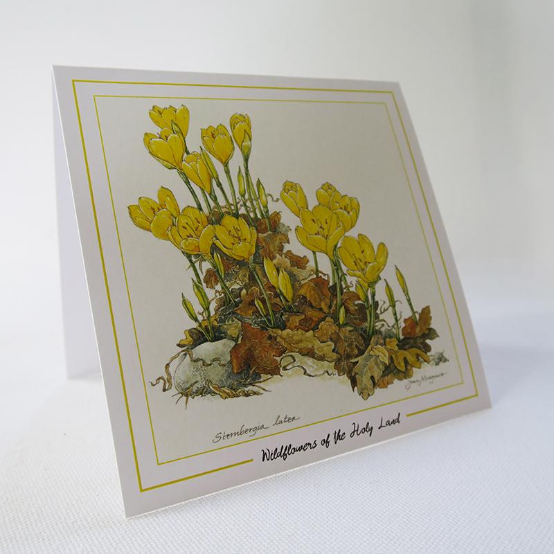 Botanical Art - Botanical Illustration - Palestine Wildflower Sternbergia Lutea