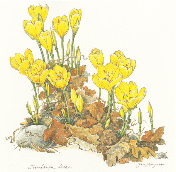 Botanical Art - Botanical Illustration - Stembergia Lutea
