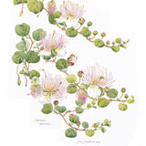 Botanical Art - Capparis Spinosa -Wildflowers Of Palestine Botanical Print