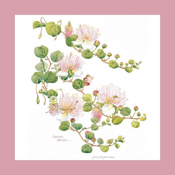 Botanical Art - Capparis Spinosa -Wildflowers Of Palestine Botanical Print