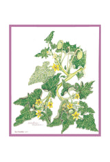 Botanical Art - Flower Illustration - Print From Palestine - Ecballium Elaterium