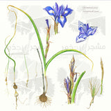 Botanical Art - Gynandriris Sisyrinchium - Wildflower Art Print - Wildflowers Of Palestine