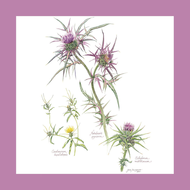 Botanical Art - Notobasis Syriaca Wildflowers Of Palestine Botanical Print
