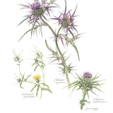 Botanical Art - Notobasis Syriaca Wildflowers Of Palestine Botanical Print