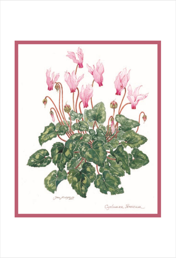 Botanical Art - Palestinian Botanical Art Print - Cyclamen Persicum
