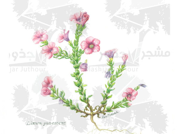 Botanical Art - Pink Wildflower Art - Wildflowers Of Palestine - Linum Pubescens