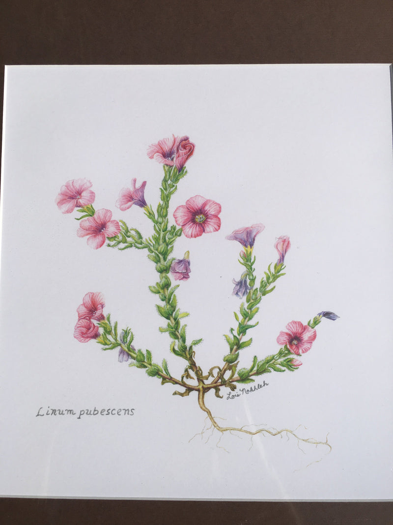 Botanical Art - Pink Wildflower Art - Wildflowers Of Palestine - Linum Pubescens