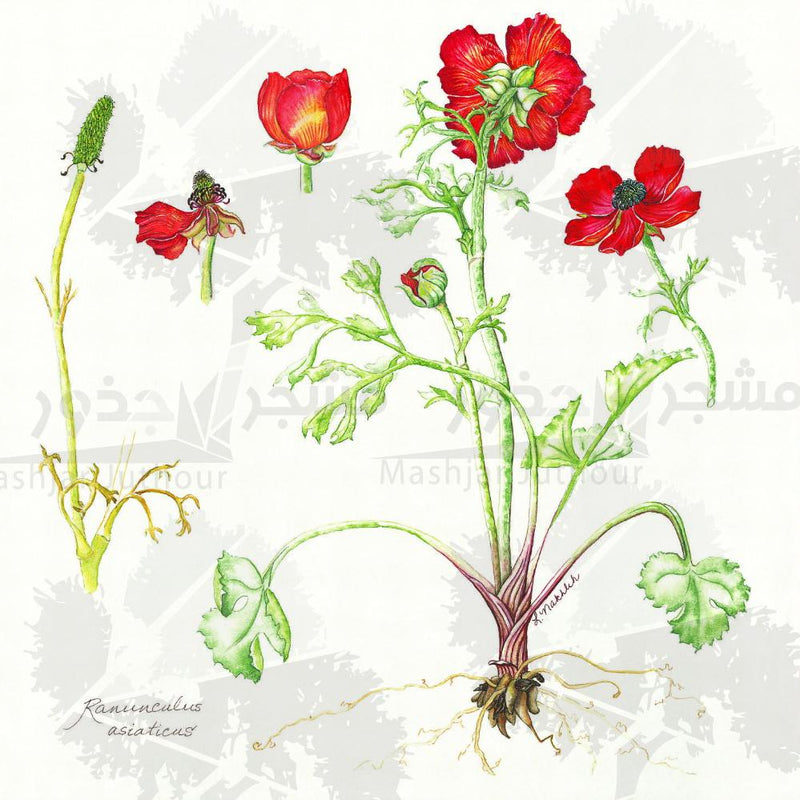 Botanical Art - Ranunculus Asiaticus