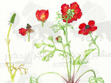Botanical Art - Ranunculus Asiaticus