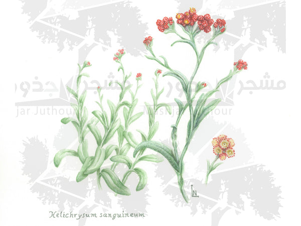 Botanical Art - Red Wildflower Art Print - Wildflowers Of Palestine - Helichrysum Sanguineum