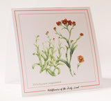 Botanical Art - Red Wildflower Art Print - Wildflowers Of Palestine - Helichrysum Sanguineum