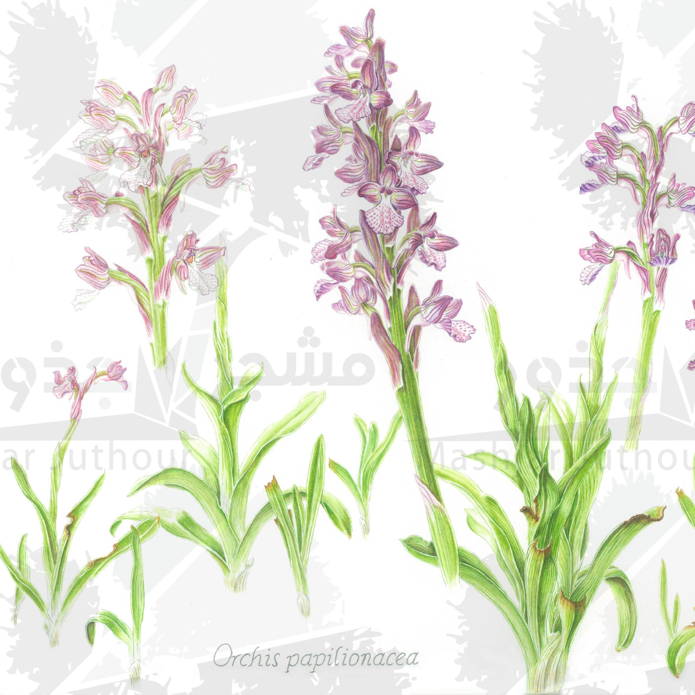 Botanical Art - Wild Orchid Art - Botanical Print - Orchis Papilionacea