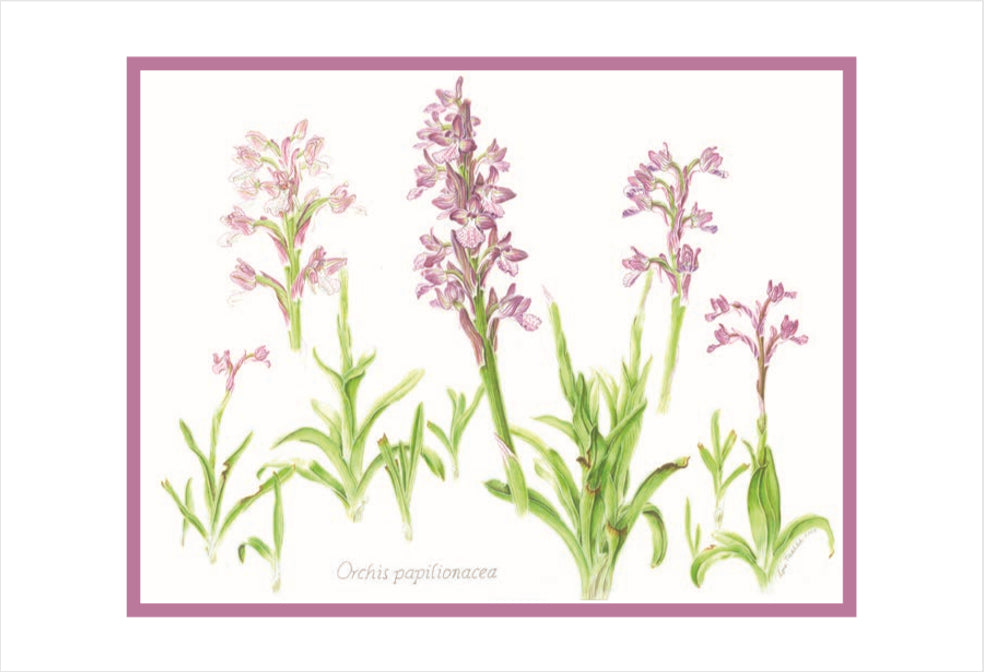 Botanical Art - Wild Orchid Art - Botanical Print - Orchis Papilionacea