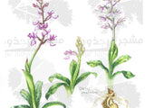 Botanical Art - Wild Orchid Art - Wildflower Of Palestine - Orchis Anatolica