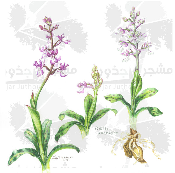 Botanical Art - Wild Orchid Art - Wildflower Of Palestine - Orchis Anatolica