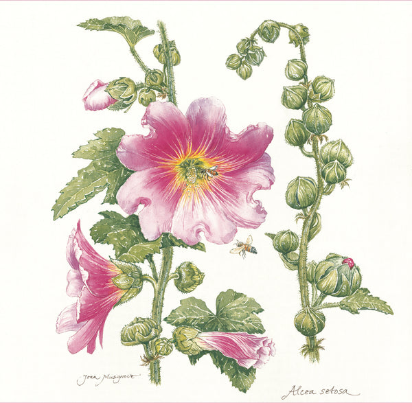 Botanical Art - Wildflower Art - Botanical Art Print - Alcea Setosa