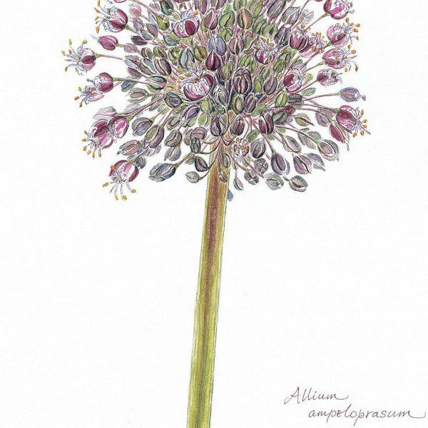 Botanical Art - Wildflower Art - Botanical Art Print - Allium Ampeloprasum