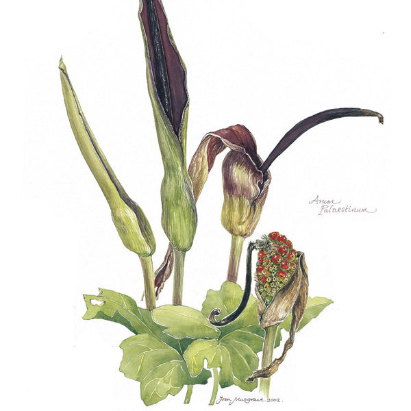Botanical Art - Wildflower Art - Botanical Art Print - Arum Palestinum