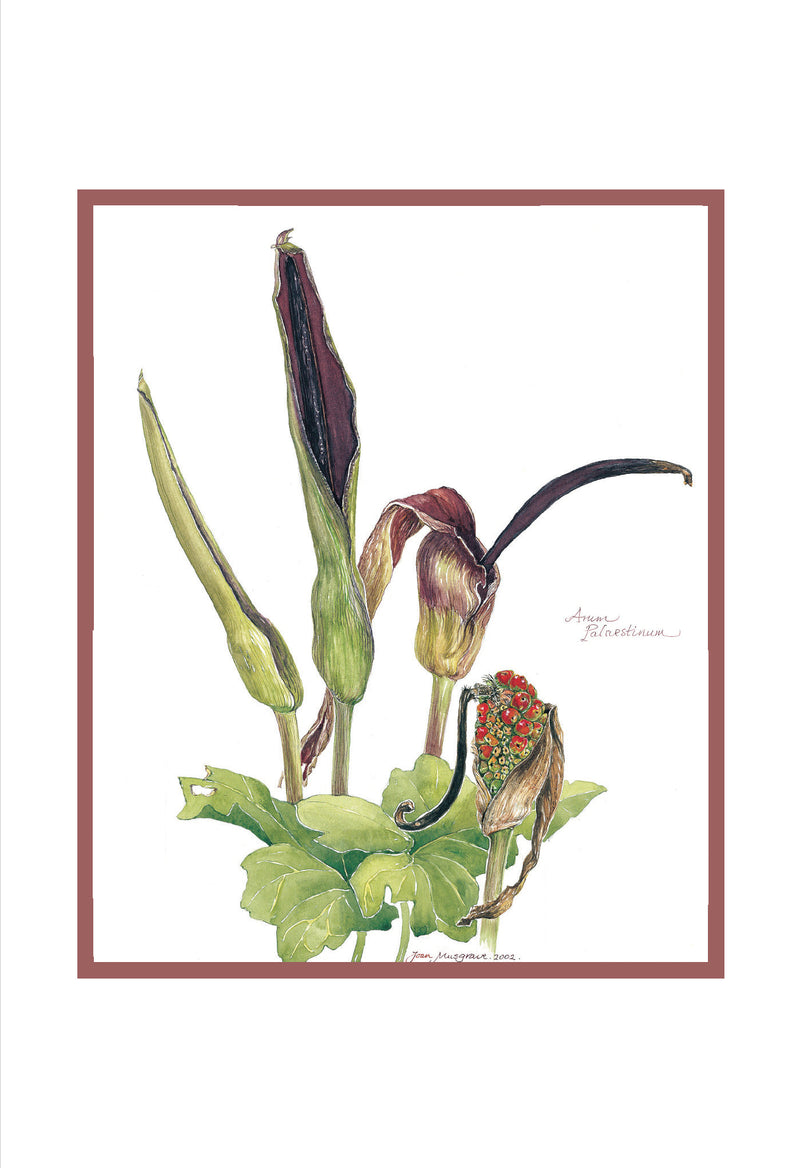 Botanical Art - Wildflower Art - Botanical Art Print - Arum Palestinum