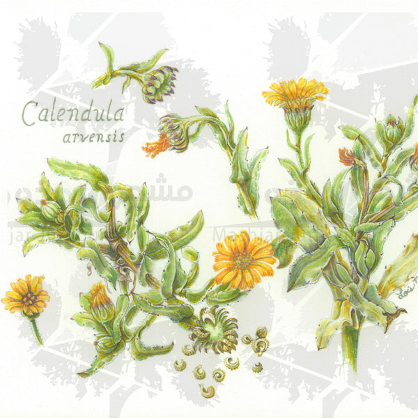 Botanical Art - Wildflower Art - Botanical Art Print - Calendula Arvens