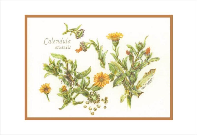 Botanical Art - Wildflower Art - Botanical Art Print - Calendula Arvens
