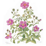 Botanical Art - Wildflower Art - Botanical Art Print - Cistus Incanus