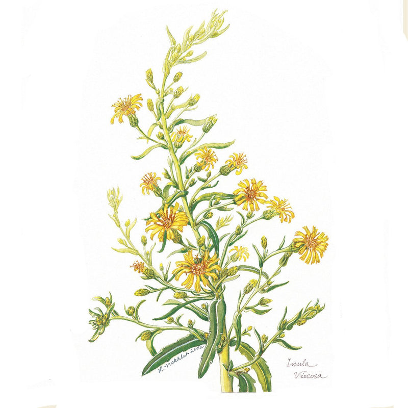 Botanical Art - Wildflower Art - Botanical Art Print - Inula Viscosa