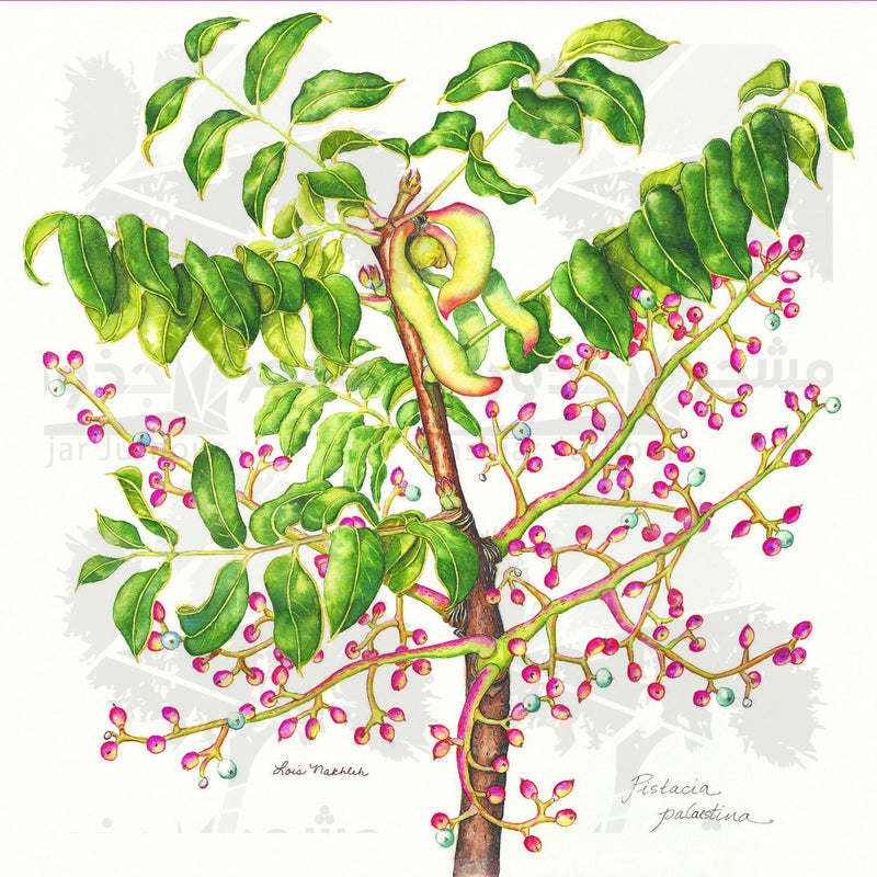 Botanical Art - Wildflower Botanical Print - Pistacia Palaestina