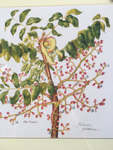 Botanical Art - Wildflower Botanical Print - Pistacia Palaestina