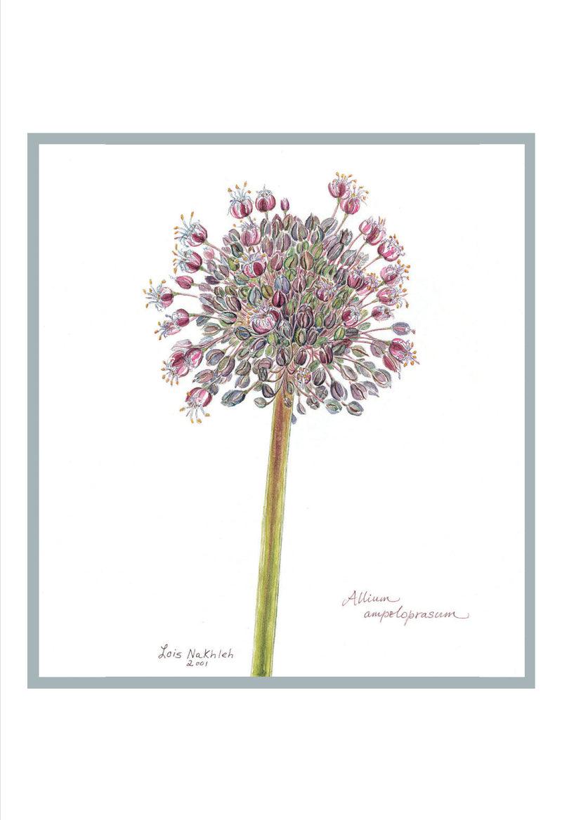 Botanical Art - Wildflower Of Palestine - Botanical Print - Allium Ampeloprasum