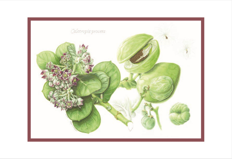 Botanical Art - Wildflowers Of Palestine - Flower Art Prints - Calotropis Procera