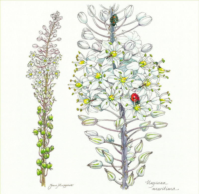 Prints - Botanical Greeting Cards