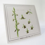 Prints - Botanical Greeting Cards